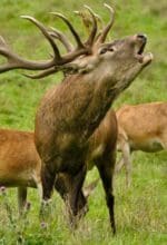 Naturerlebnis Bilsteintal