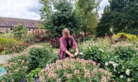 Die späte Gartenkönigin Remtergarten
