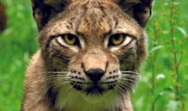 Naturerlebnis Bilsteintal – Luchs und Höhlenbär