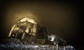 „Wildlife Photographer of the Year“ wieder in Münster © Wim van den Heever, courtesy Wildlife Photographer of the Year