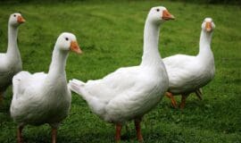 Gänsemarkt 2025 in Haltern mit tollem Programm birds-2655516_1280