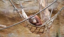 allwetterzoo--orang-utan-haengematte-tierwohl