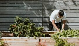 Ein Mythos oder guter Tipp: Für die neue Gartensaison priscilla-du-preez-JCZ2pE-Szpw-unsplash