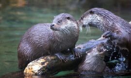 hellinger14-otter-50357_1280