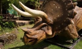 Allwetterzoo_Triceratops_im Aufbau