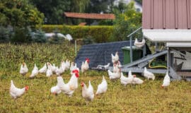BioWochen NRW gibt es auch im Münsterland 325446P