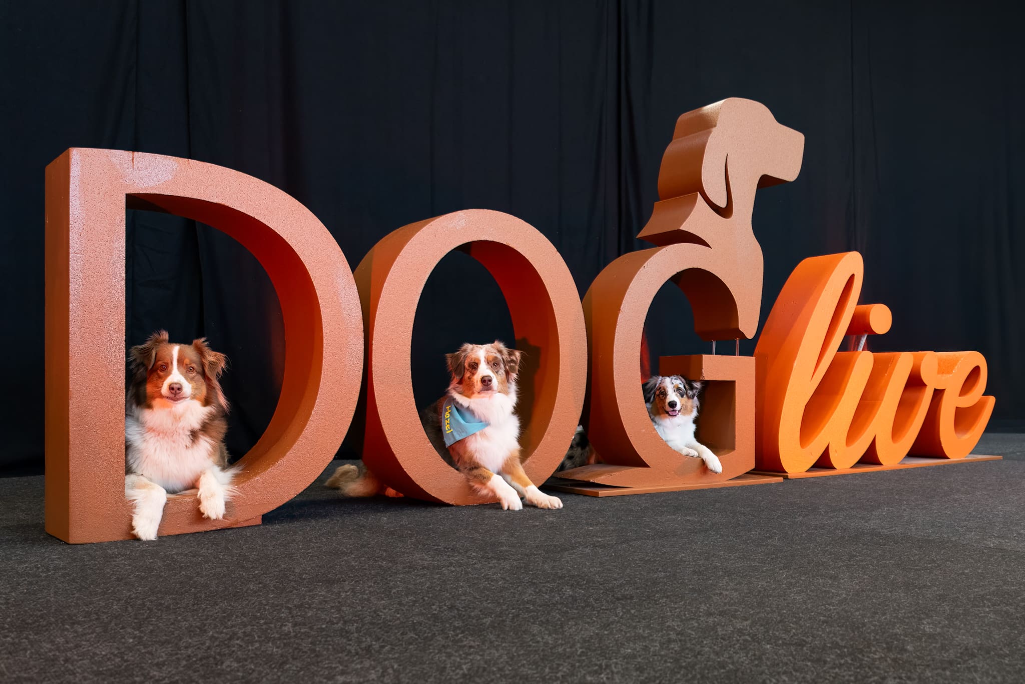 DOGlive - Hundeliebe zum Erleben